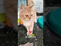 Download Lagu 💕❤cute kitty🥰