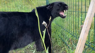 Luna the panther happily sees the guests off 😁(ENG SUB)