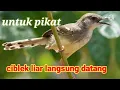 Download Lagu SUARA PIKAT BURUNG CIBLEK LIAR 💯 ampuh