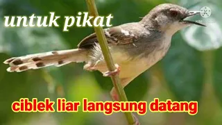 suara pikat burung ciblek liar ampuh