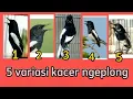 Download Lagu 5 variasi kacer ngeplong / kacer ngeplong / masteran burung kacer ngeplong / kicau kacer gacor
