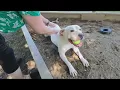 Dog ready for adoption after three years living at Ashtabula APL