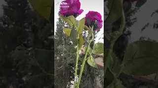 محلاك يا جو الشتاء    دندنها