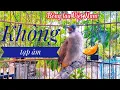 Lagu Bông lau mồi hót liên tục để gọi bổi - không tạp âm @bonglauvietnam2022