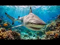 Blacktip Reef Shark Hunting - The Speed Attack of Coral Reefs