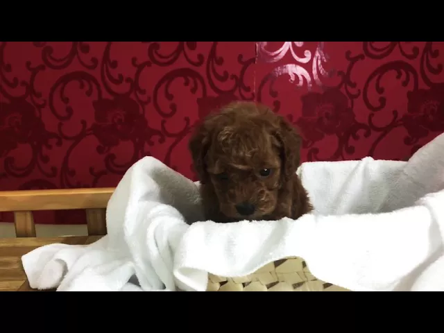 動画
