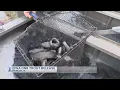 Iowa DNR Trout Release