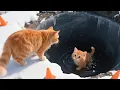 Download Lagu Kitten Falls into Deep Pit – Mama Cat Risks It All to Save Her Baby | Cat Videos | Kucing | Cute Cat