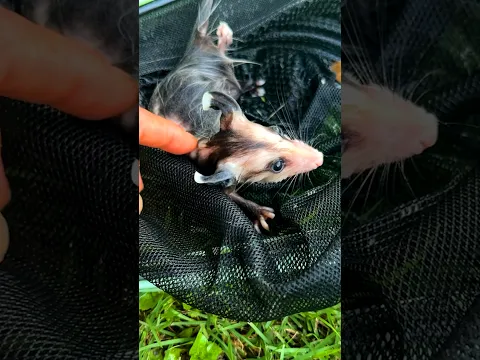 Woman Scoops Up Baby Possum Trapped in Swimming Pool ❤️