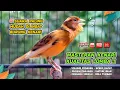 Download Lagu Kenari GACOR NGEREK‼️ Masteran Kenari PAUD dan Pancingan Kenari MACET BUNYI dan Betina NGIWIR - 48