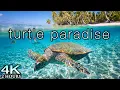 Download Lagu TURTLE PARADISE 4K Undersea Ambient Nature Relaxation Film + Jason Stephenson Meditation Music 🐢🥰