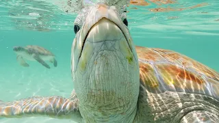 Sony A1 Underwater + Sea Turtles -  I'm Never Coming Back!!