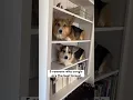 5 Reasons Why Corgis Are The Best Dog Breed #corgi #dog