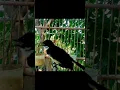 Download Lagu merdunya suara burung sikatan kipas#sikatanjawa #merdu #sikatanjawa #shorts