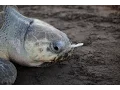 Plastic Fork Removed From A Sea Turtle s Nose