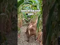 Download Lagu MENANGKAP BABI HUTAN DI KEBUN JAGUNG #shorts