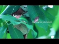 Download Lagu Hijjaz- Pelita Hidup