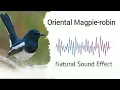 Burung Magpie-robin Oriental | Efek Suara Alami