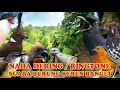 KICAUAN PRENJAK KEPALA MERAH NADA DERING||RINGTONE SUARA BURUNG MERDU BANGET NADA DERING JERNIH