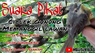 suara pikat ciblek gunung jantan emosi mencari lawan