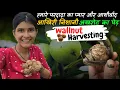 Download Lagu हमारे परदादा की आखिरी निशानी❤️  तोड़े पेड़ से अखरोट(Wallnut Harvesting) ‎@geetkhativlogs  