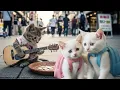 Download Lagu Stray Kitten Cares for Siblings \u0026 Becomes Guitar Star 🌟🎸