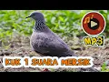 MP3 SUARA TEKUKUR MERSIK