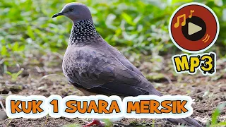 mp3 suara tekukur mersik