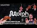 MOST Popular Gargoyle Gecko Morphs With Sundown Reptiles
