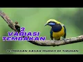 Lagu MASTERAN TERBAIK‼️ 3 TEMBAKAN KASAR CUCAK CUNGKOK PALING GACOR 2025 🔥