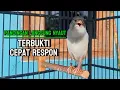Lagu KENARI GACOR Cuit CUIT BIRAHI UNTUK PANCINGAN \u0026 MASTERAN Kenari PAUD AGAR BUNYI DAN NGEROL