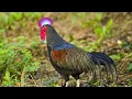 Download Lagu Suara ayam hutan hijau jantan cocok untuk pikat/berburu