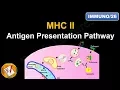 Antigen Processing and Presentation PART II MHC II Antigen Presentation Pathway FL-