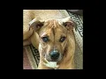 Tyson s Adoption