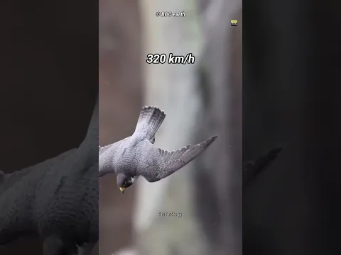 How Peregrine Falcon Hunts #shorts