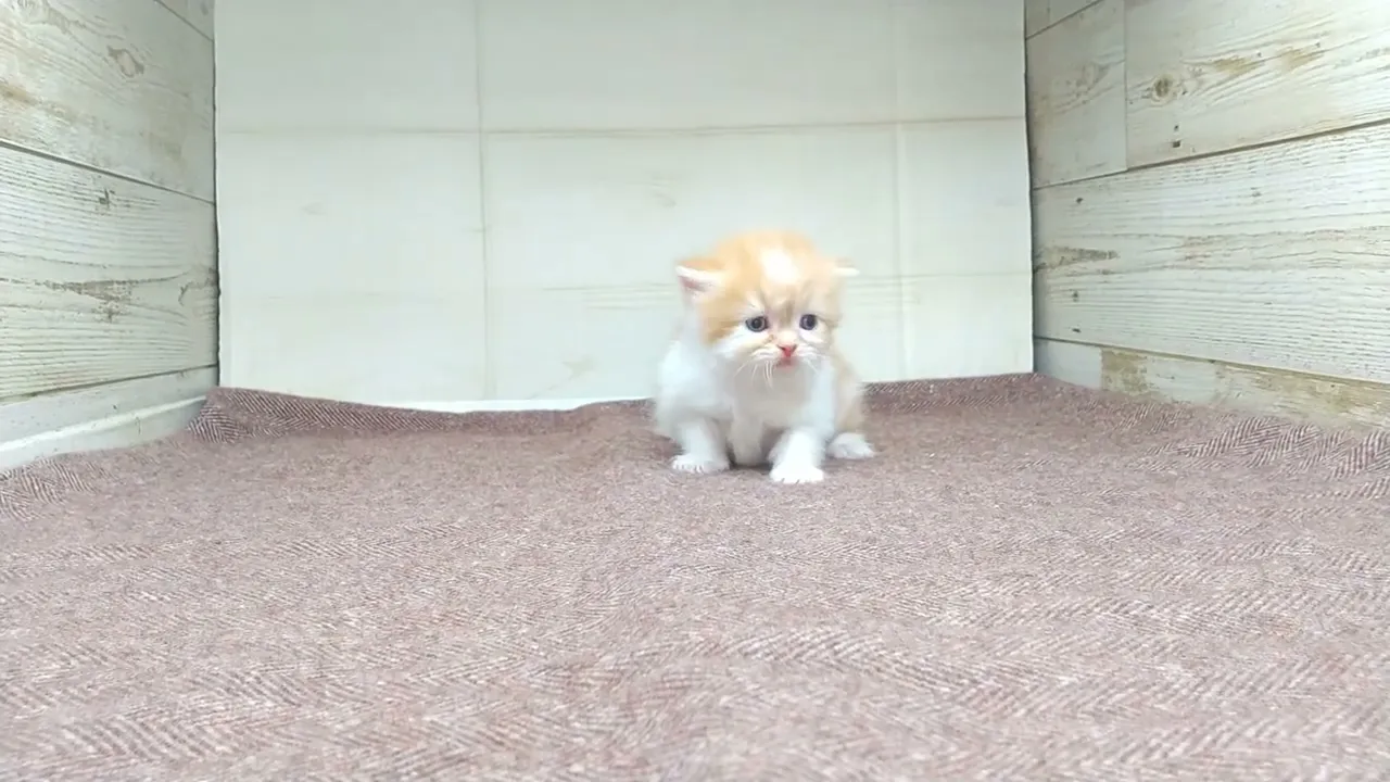 動画