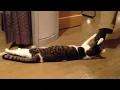 Funniest Cat Compilation 2024