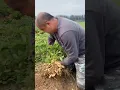 Download Lagu RT Hi0101342 mini rotary tillage and ridging all-in one tree 🌲 short view