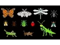 Insects - Animals Series