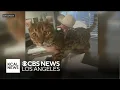 Cat stolen from Orange County woman s driveway