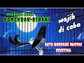 Download Lagu Pancingan dan terapi murai batu di malam hari.