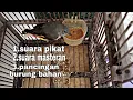 Lagu Suara mantenan jantan muda gacor versi panjang
