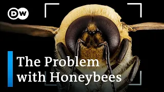 Download Bee extinction: Why we're saving the wrong bees MP3