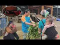 Lagu Mr. Ha harvests vegetables to sell, and his wife's situation is very miserable