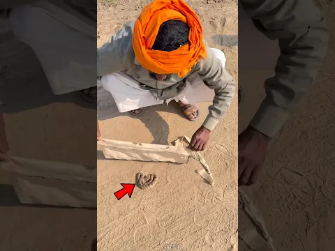 😱This man released the snake in a suitable place.#shortvideo
