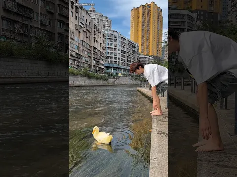 पापा ने बतख को नहर में छोड़ा फिर मगरमच्छ ने जो किया 🤯💔#shorts #duck #shortsfeed #shortsviral
