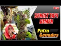 Download Lagu SENGIT TAPI DEMEN - SINGA DANGDUT PUTRA GENADES SHOW IN SUKASARI | 20-09-2020