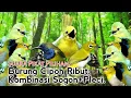 Download Lagu Suara Pikat BURUNG CIPOH RIBUT KOMBINASI SOGON+PLECI|| 💯% Jitu..
