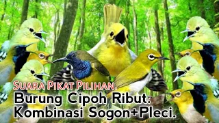 suara pikat burung cipoh ribut kombinasi sogon pleci jitu 