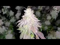 ethoscolin Harvest time in grow room